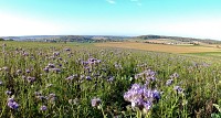 Vue sur Aspach
