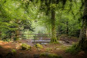 Un coin de fraîcheur... à la cascade du Hohwald