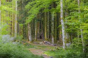 Un coin de fraîcheur... à la cascade du Hohwald