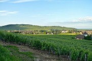 Circuit rando - de Kaysersberg à Ammerschwihr entre vignoble et forêt