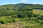 Circuit rando - de Kaysersberg à Ammerschwihr entre vignoble et forêt
