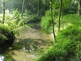 ALSACE CENTRALE : Le ried d'Ohnenheim (67)