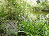 ALSACE CENTRALE : Trésors du Ried (67)