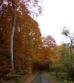 LE CHEMIN DE LA HÊTRAIE