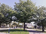 Etape 6 : le chêne rouge d'Amérique