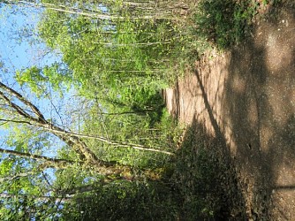 Balade à roulettes : La forêt du Taillan 1