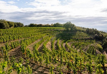 Crozes-Hermitage - Gravel