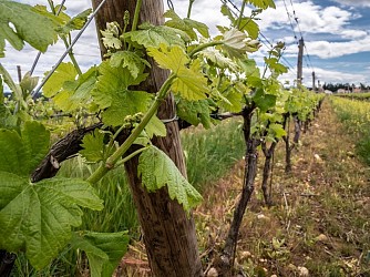 Des îles aux vignes