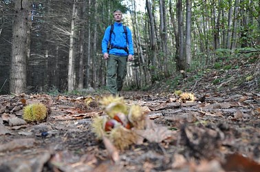 The forest of Malaurier