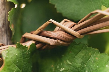 Saint Joseph - Sentier oenotouristique - Détours en vignes