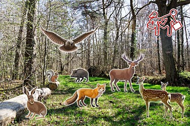 Les Pas Curieux de Vergigny