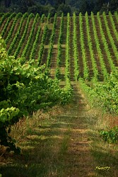 Balade complète des cépages