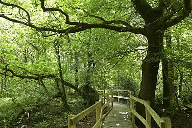 Les landes de Lan Bern - sentier accessible