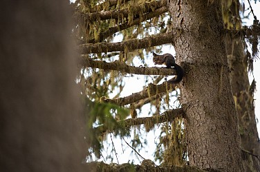 Sentier piéton - B10 - Forêt du Fontany - Départ Altiport-le Blanchot (fermé été 2025)