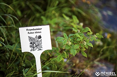 Sentier piéton - B11 - Sentier Botanique - Départ Méribel-Mottaret