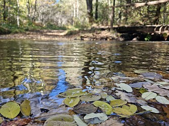 La randonnée de la forêt