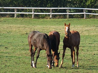 A travers les haras du Pays d'Auge