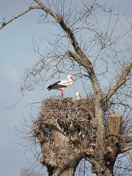 Saint-Amand-sur-Sèvre : circuit n°4 Le Bourg-Charrefait