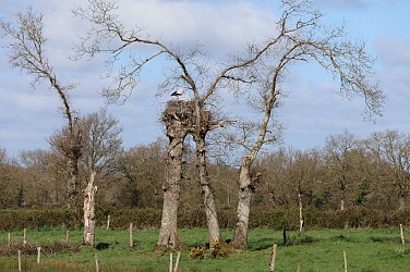 Saint-Amand-sur-Sèvre : circuit n°5 Le Bourg-Bleure Rambault-Charrefait