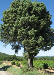Tree trail - South loop