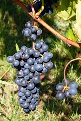 Des pommes , des poires et ... des vignes