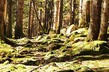 Le Sapin Bellier - Malaterre