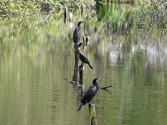 Les étangs de Baulne