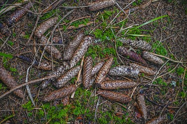 Circuit pédestre - Bon Dieu