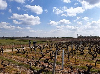 Sentier entre Loire et vignes