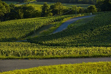 Riscle côté vignoble