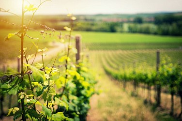 Au cœur du vignoble à vélo