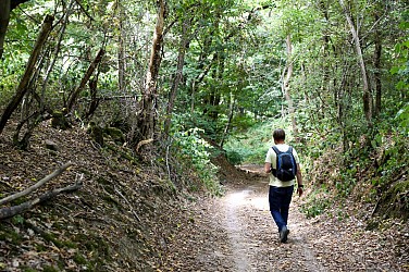 Forêt du Rocher de Saulx