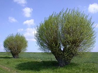 L'Ourcq et le Clignon
