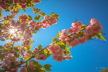 Route des cerisiers - nature et patrimoine