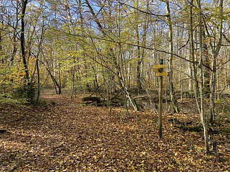 Rain de la forêt