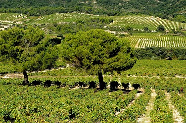De vignes en garrigues" hike