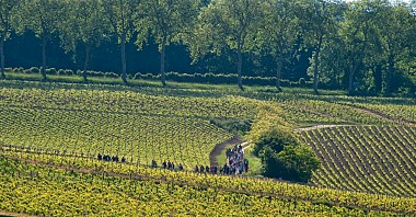 De la vigne au vin à Pouilly