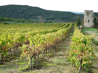 Jeux de vignes, je dis vin !