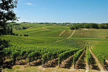Boucle Nature et Vignes