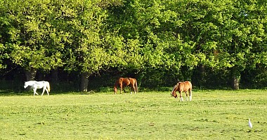 La-Tour-de-Salvagny - Au milieu paissent les chevaux