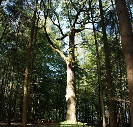 Les arbres remarquables de Haspelschiedt