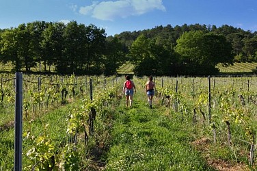 Oenorando® Dans les pas d'Amédée le vigneron