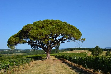Oenorando® La ronde des vignerons
