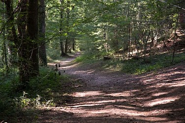 Sentier de découverte de la forêt de Sérénac