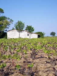 Circuit de Vignes en Villages