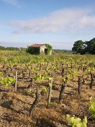 Circuit entre vignes et rivières