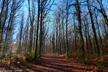 Forêt Domaniale