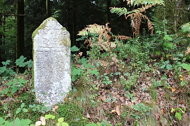 Panoramas et forêt