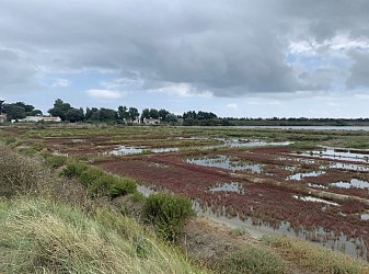 Tour de l'île de Ré