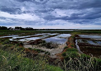 Tour de l'île de Ré par la Réserve naturelle de Lilleau-des-Niges